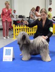 V1, CAC, CACIB, BOB Jamyang Tashi Bodjul